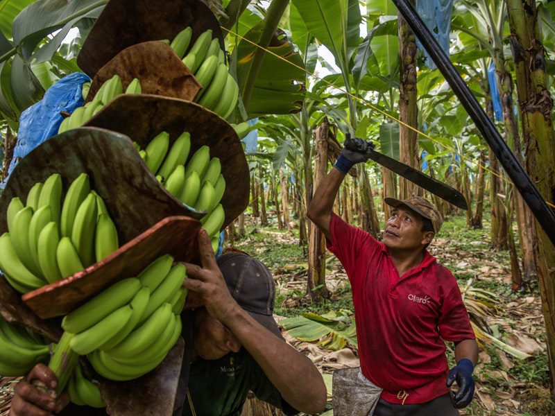 Fairtrade banana growers with bunches of green bananas